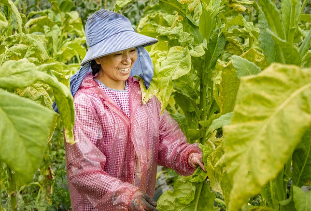 Harvesting tobacco leaves in China